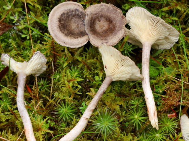 Cantharellula umbonata, Rötender Gabeltrichterling